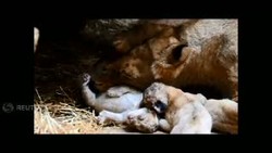 Langka, Singa Putih Lahir di Kebun Binatang Omaha