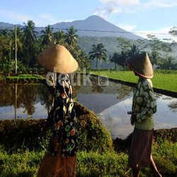 Tak Ada yang Mau Jadi Petani, Begini Nasib RI di 2030