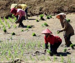 Gaji Cuma Rp 1 Juta/Bulan, Guru Besar Unila: Siapa yang Mau Jadi Petani?