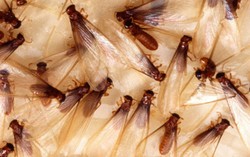 Halalkah Muslim Mengonsumsi Laron?