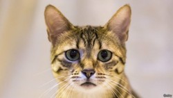 Orang Swiss Ternyata Suka Makan Daging Anjing dan Kucing