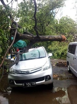 Mobil ini Ringsek Tertimpa Pohon Tumbang di Parkiran Gedung Cyber