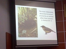 Ini Burung Unik Asli Papua Barat, Arsitek Sarang Terhebat untuk Memikat Betina