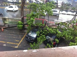 Dua Mobil Tertimpa Pohon Tumbang di Warung Buncit