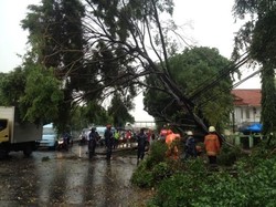Ada Pohon Tumbang di Matraman, Petugas Damkar Turun Tangan