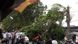 Awas! Pohon Tumbang di Penggilingan Bikin Kabel Listrik Bergelayut di Jalanan