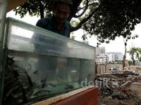 Kios Dibongkar, Pedagang Ikan Hias Tetap Jualan