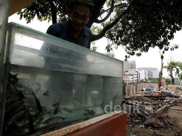 Kios Dibongkar, Pedagang Ikan Hias Tetap Jualan