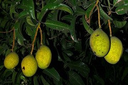 Ternyata Kasturi dan Kemang adalah Buah Sejenis Mangga