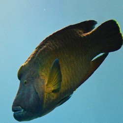 Ini Dampaknya Bila Ikan Raja Napoleon Punah