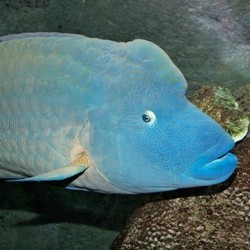 Napoleon, Ikan Raja yang Dibanderol Jutaan Rupiah