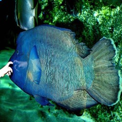 Tak Bisa Seenaknya, Penangkapan Ikan Napoleon Setiap Tahun Dibatasi