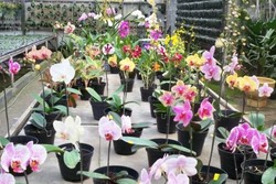 Libur Akhir Pekan, Belanja Bunga di Lembang