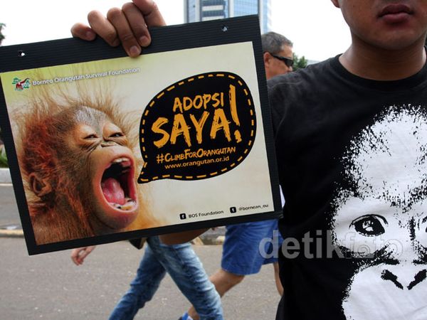 Aksi Lindungi Orangutan