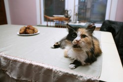 Aktivis Pembela Binatang di Swiss Minta Hentikan Konsumsi Kucing dan Anjing