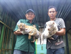 4 Harimau Benggala Lahir di Taman Margasatwa Medan