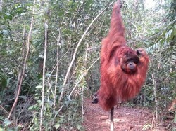 Kisah Orangutan yang Hampir Perkosa Seleb Julia Robert