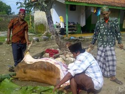 KH Fuad Amin Dicokok KPK, Eks Lawan Politik Gelar Syukuran dengan Sembelih Sapi