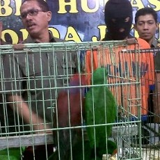 WN Taiwan Diamankan Selundupkan Burung Bayan Via Pesawat