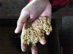 Tentang Gutta-Percha, Getah Ajaib Tjipetir yang Jadi Primadona Eropa