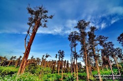 Keindahan Hutan Gutta-percha Cipetir yang Kini Semakin Menipis Jumlahnya