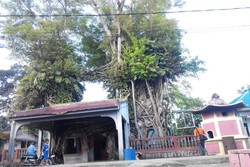 Ajaib! Kelenteng di Dalam Pohon Beringin