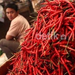 Laporan Rachmat Gobel ke Jokowi: Harga Cabai Naik