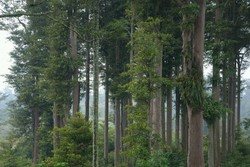 Jumlahnya Menyusut, Begini Penampakan Hutan Perca Tjipetir