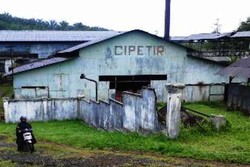 Save Tjipetir, Berusaha Mengembalikan Kejayaan Getah Perca di Mata Dunia