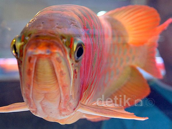 Pameran Ikan Hias IPPAE 2014