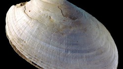 Ukiran Manusia Tertua Ditemukan di Kerang Indonesia