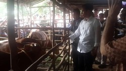 Blusukan ke Sumsel, Jokowi Tinjau Sekolah Peternak Sapi