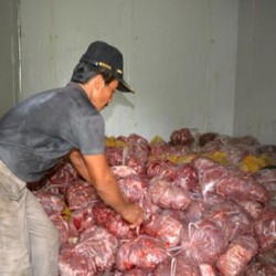 1,8 Ton Daging Celeng Asal Jambi Mau Diselundupkan, Ini Penampakannya