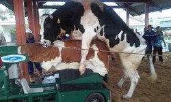 Lihat Proses Pengambilan Sperma Sapi, JK Tertawa