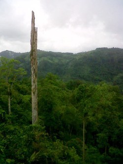 Melihat Keanehan di Gunung Karuhun dari Pohon Pinus yang Tersambar Petir