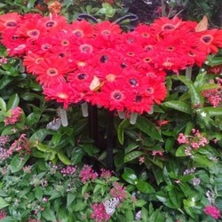 Indahnya, Ada Sekitar 1.000 Kupu-Kupu Hidup di Taman Bandara Changi