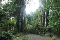 Cuaca Kondusif, Kebun Raya Bogor Sudah Dibuka Kembali