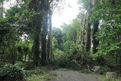 Cuaca Kondusif, Kebun Raya Bogor Kembali Dibuka