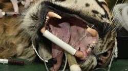 Harimau Sumatra Jalani Operasi Gigi di London