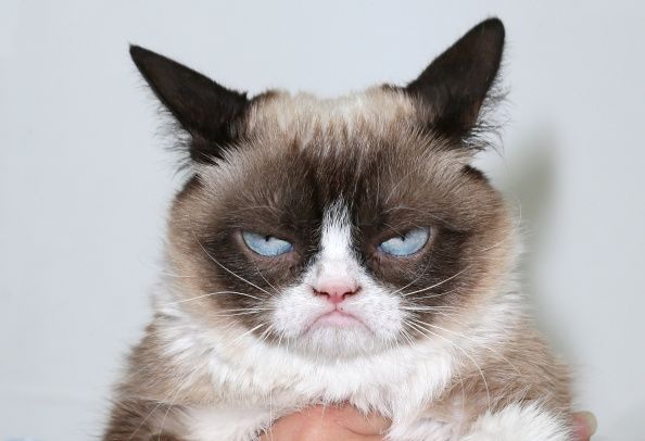 Grumpy Cat, Kucing Pemurung yang Jadi Selebriti