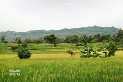 Menikmati Pesawahan Hijau di Pulau Garam, Madura