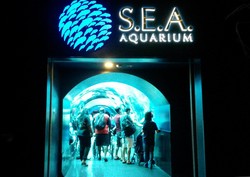 Begini Serunya Menjelajah S.E.A Aquarium di Singapura
