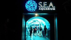 Kena Badai & Tenggelam ke Dasar Laut di S.E.A Aquarium Singapura