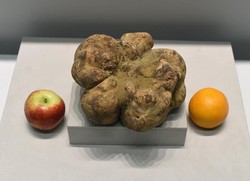 Jamur Truffle Putih Terbesar di Dunia Terjual Ratusan Juta Rupiah