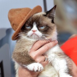 Tenar di Internet, Kucing Pemurung Ini Hasilkan Triliunan