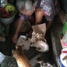 Kisah Kasmini Hidup dan Memberi Makan Puluhan Kucing