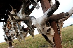 Savana Bekol, Tempat yang Eksotis di Baluran