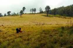 Hijaunya Savana Gunung Argopuro di Probolinggo