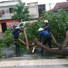 Satlak Bencana Pelototi Jalan Protokol Antisipasi Pohon Tumbang