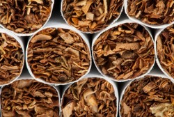 Petani Tembakau Korban Pelanggaran HAM Industri Rokok, Perlu Dilindungi